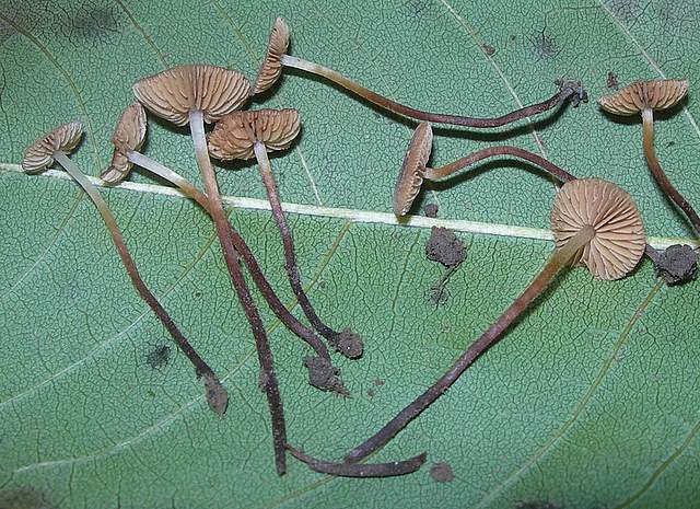 Conocybe horakii      Watling & G.M. Taylor